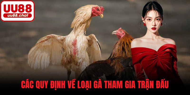 Các quy định về loại gà tham gia trận đấu
