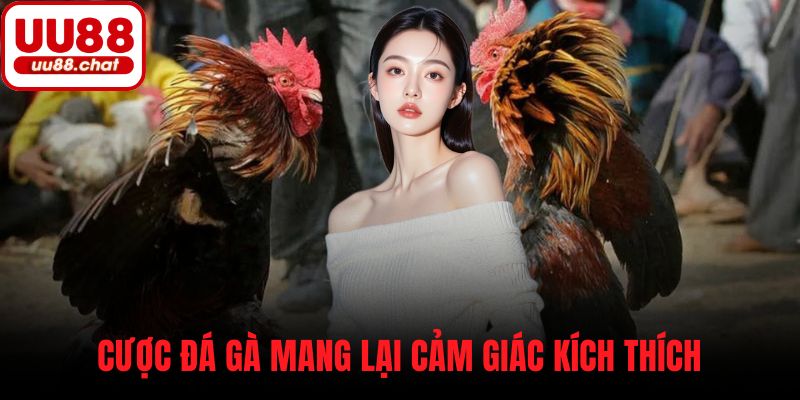Cược đá gà mang lại cảm giác kích thích