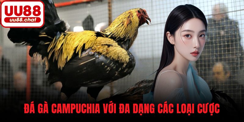 Đá gà Campuchia với đa dạng các loại cược