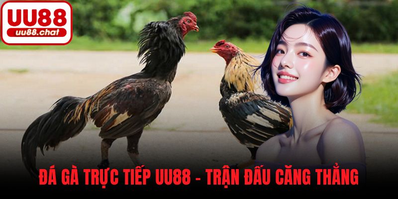 Đá gà trực tiếp UU88