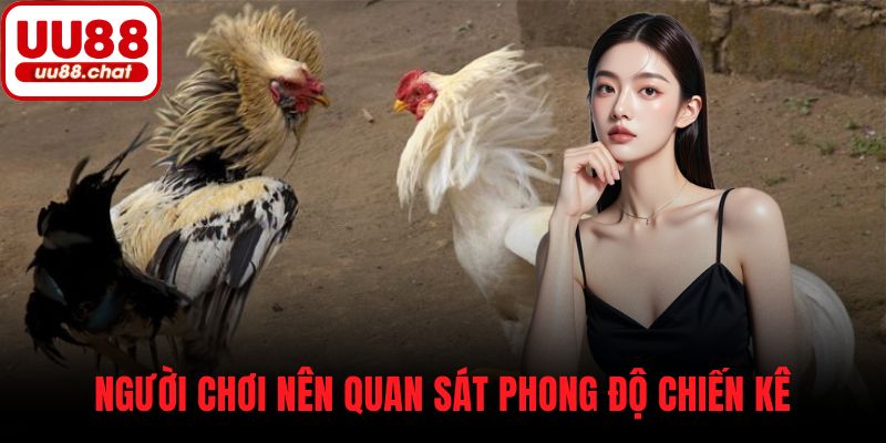 Người chơi nên quan sát phong độ chiến kê