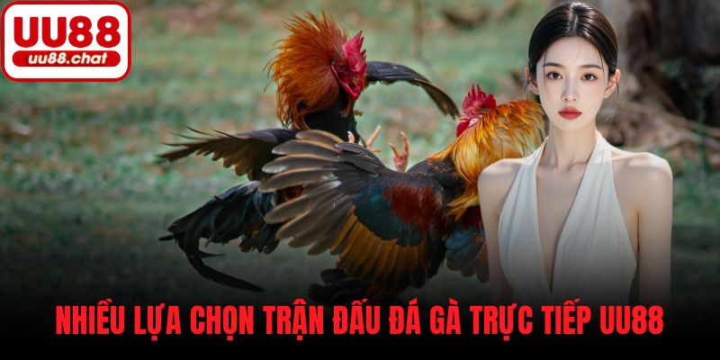Nhiều lựa chọn trận đấu đá gà trực tiếp UU88